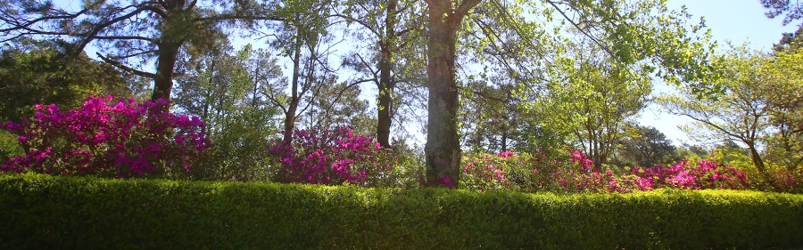 Francis Marion University campus