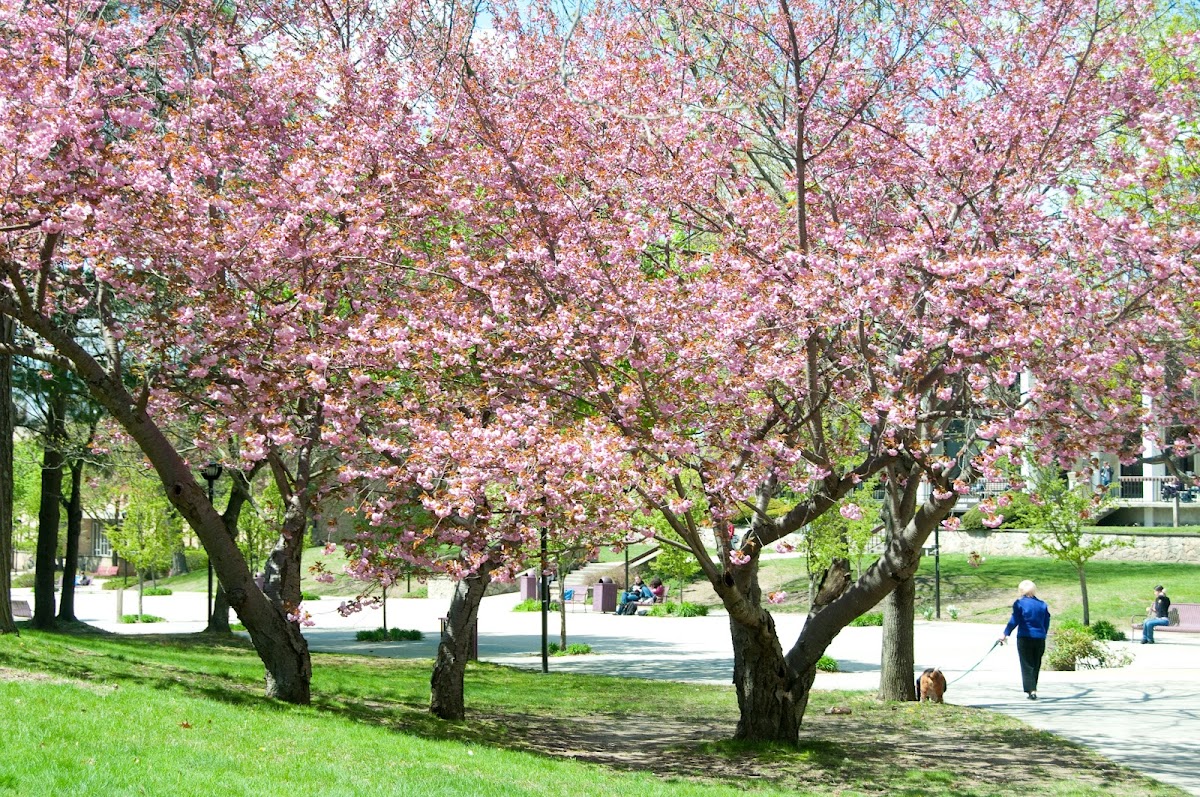 Rhode Island College campus